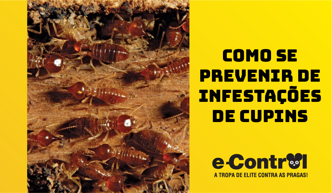 Cupins: Você sabe como prevenir de uma infestação?